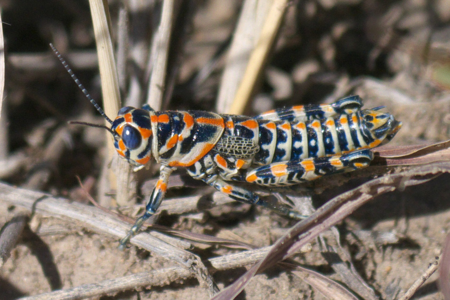 bicolor grasshopper